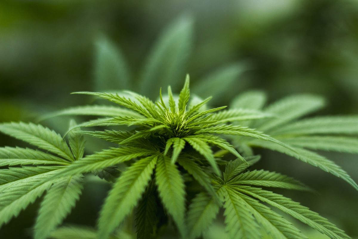 Swiss Medical Cannabis SA