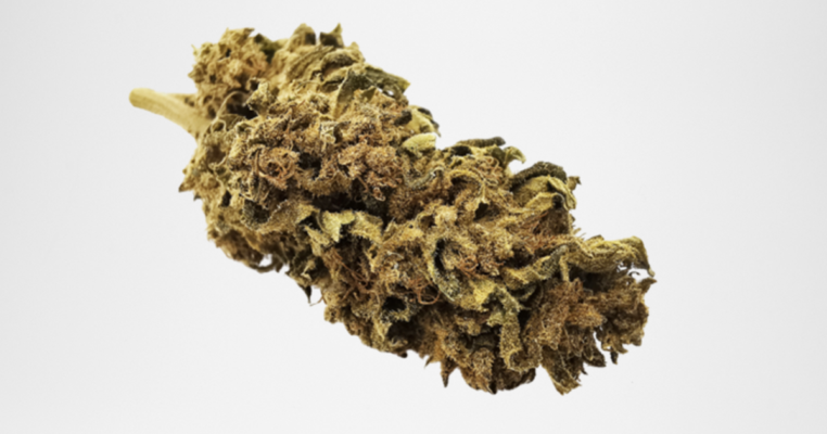 Fleurs CBD Northern Light X