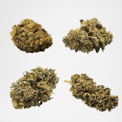 Starter Pack Outdoor cbd cannabis