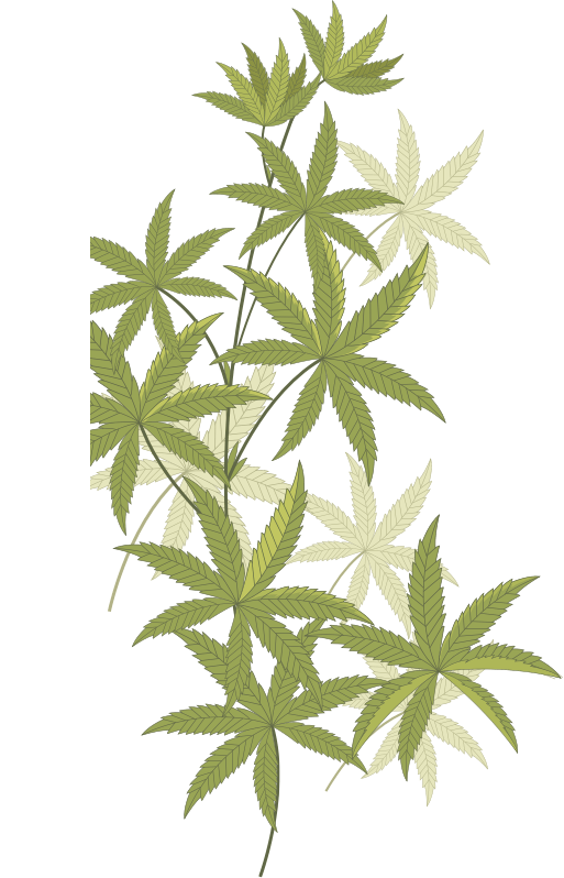 Swiss Medical Cannabis SA