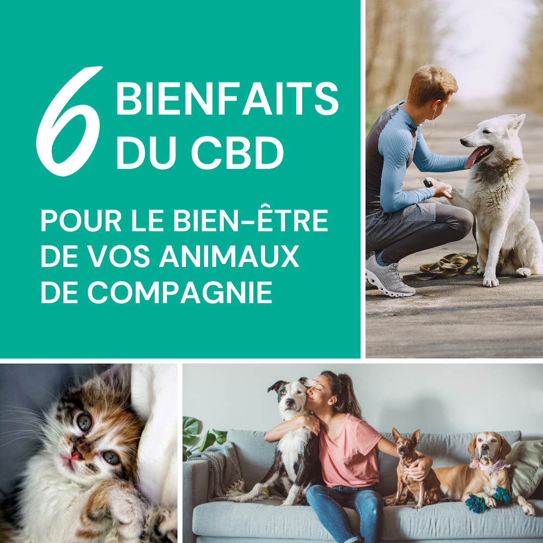 6 bienfaits du CBD pour le bien-être de vos animaux de compagnie