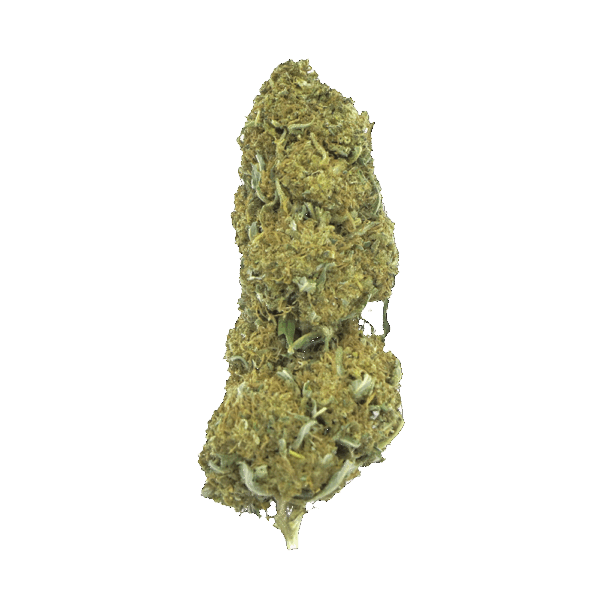 Orange Bud